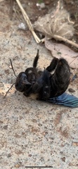 Xylocopa grisescens
