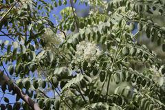 Moringa ovalifolia image