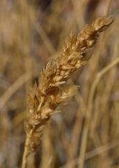 Pentameris eriostoma