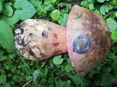 Boletus michoacanus