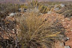 Pentameris eriostoma