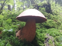Boletus michoacanus