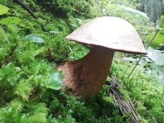 Boletus michoacanus