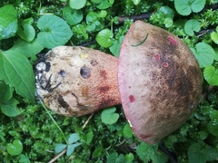 Boletus michoacanus