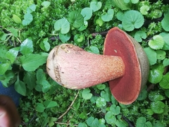 Boletus michoacanus