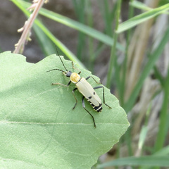 Chauliognathus misellus