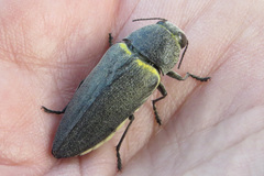 Hippomelas planicauda