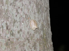 Vatinae