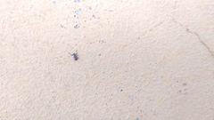 Pandeleteius platensis