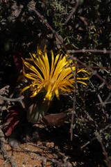 Malephora crassa