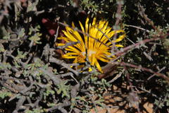 Malephora crassa