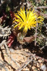 Malephora crassa
