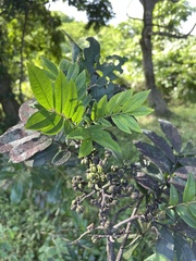 Zanthoxylum martinicense