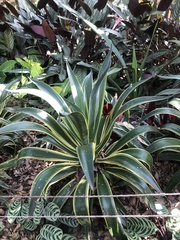 Agave desmettiana