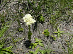 Crassula alba