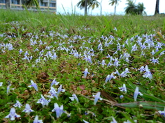 Lindernia microcalyx