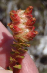 Penaea cneorum cneorum