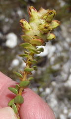 Penaea cneorum cneorum