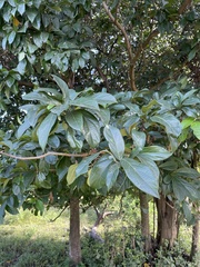 Cordia collococca