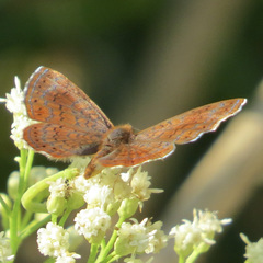 Calephelis arizonensis