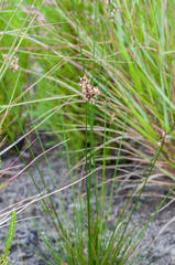 Juncus oxycarpus