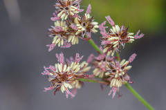 Juncus oxycarpus