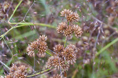 Juncus oxycarpus