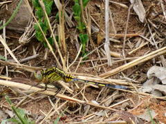 Orthetrum icteromelas
