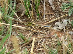 Orthetrum icteromelas