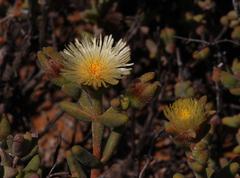 Mesembryanthemum nitidum