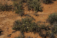 Mesembryanthemum nitidum