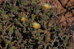 Mesembryanthemum nitidum