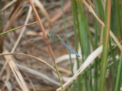 Orthetrum abbotti