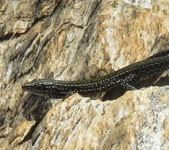 Tropidosaura gularis