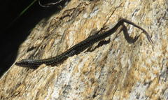 Tropidosaura gularis