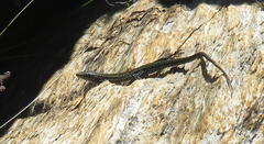 Tropidosaura gularis