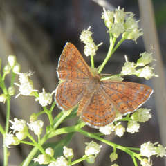 Calephelis arizonensis