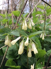 Symphytum grandiflorum