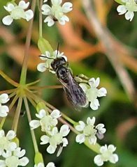 Hemihalictus