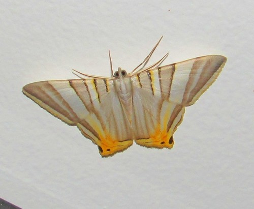 Phrygionis platinata