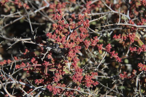Tall Vanwyks Brakbush (Aizoon fruticosum)