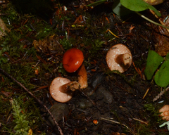 Lactarius subflammeus