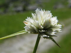 Cyperus niveus leucocephalus