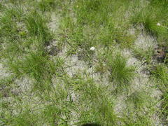 Cyperus niveus leucocephalus