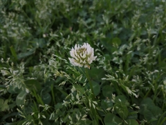 Poa annua