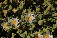 Mesembryanthemum nitidum