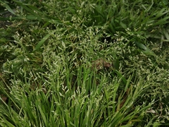 Poa annua