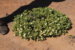 Mesembryanthemum nitidum