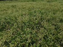 Poa annua