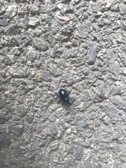 Chrysochus chinensis